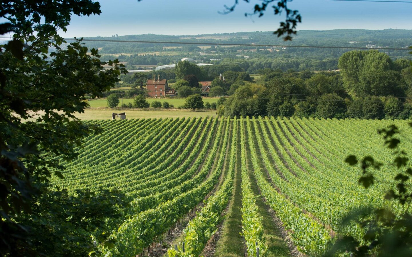 best uk vineyards