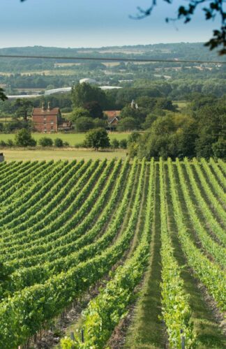 best uk vineyards