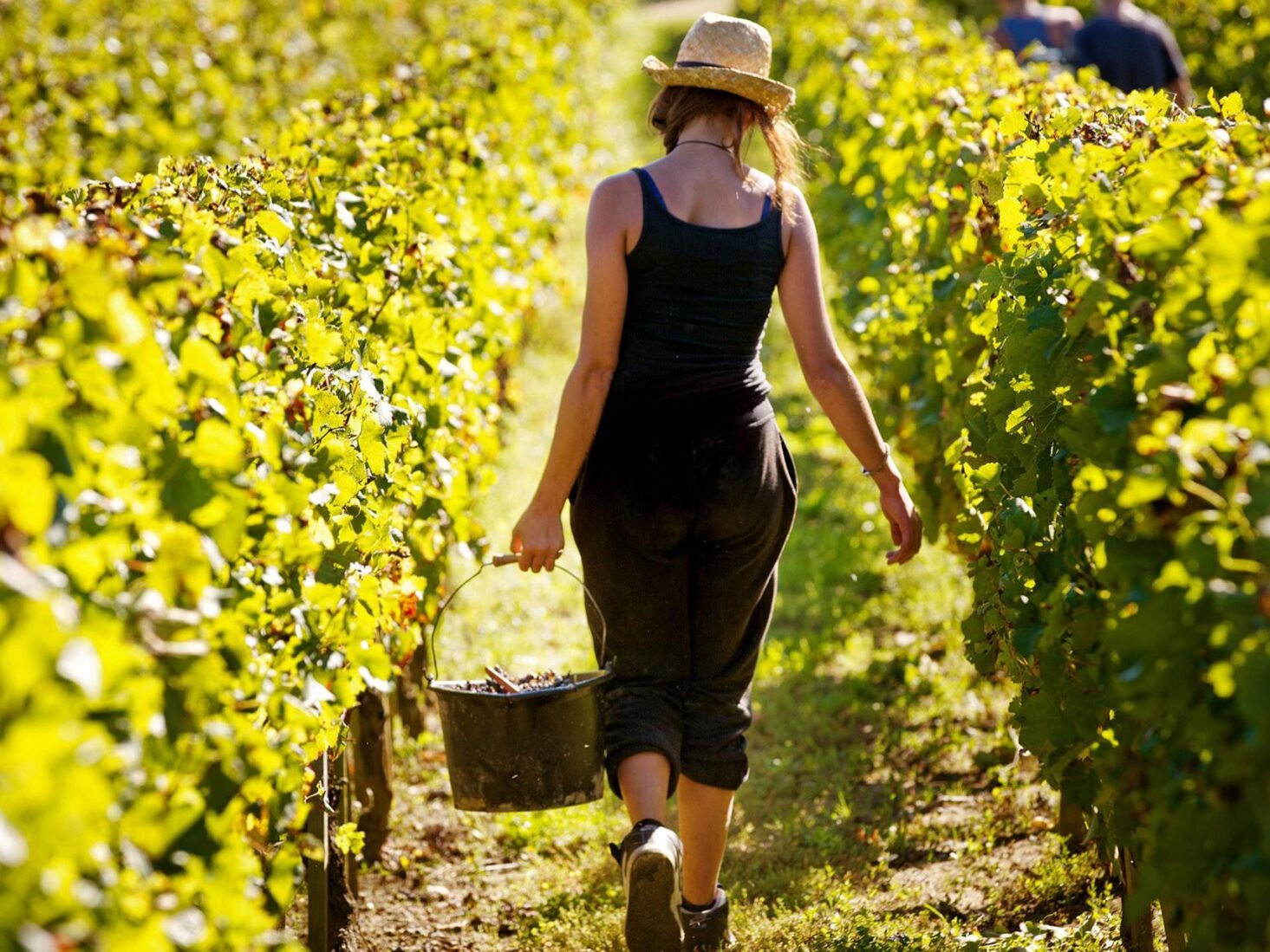 Meet the women shaking up the wine industry