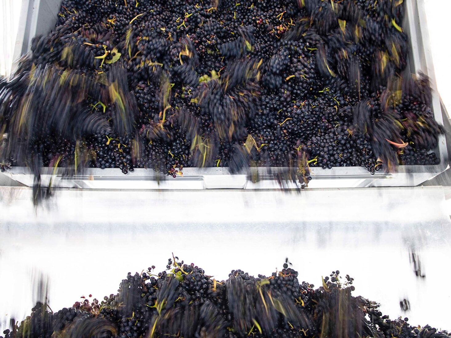 Vine and dandy How Norfolk became the unsung region of English