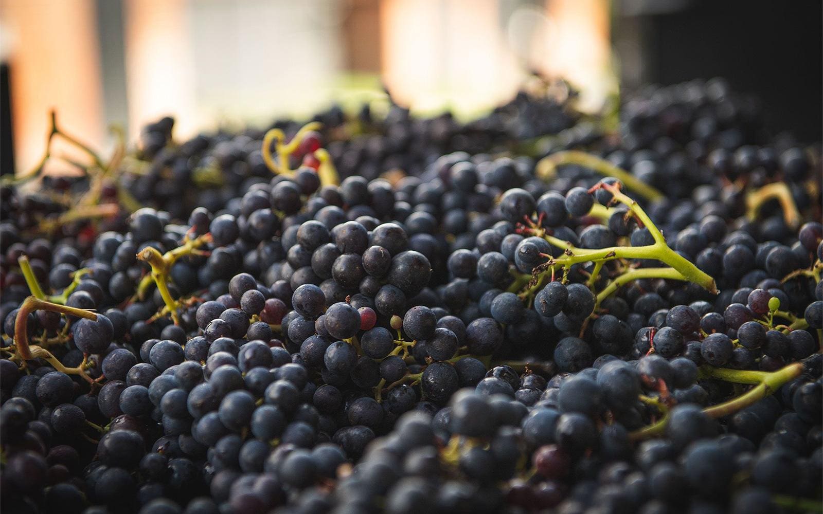 Vine and dandy How Norfolk became the unsung region of English