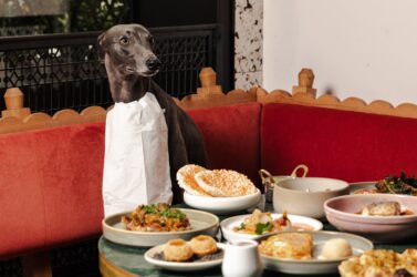 kricket dog-friendly restaurants