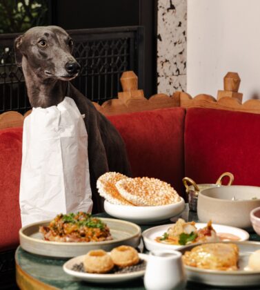 kricket dog-friendly restaurants