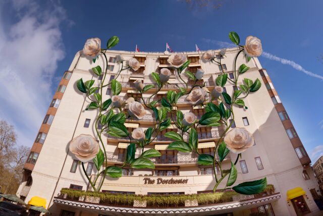 the dorchester in bloom