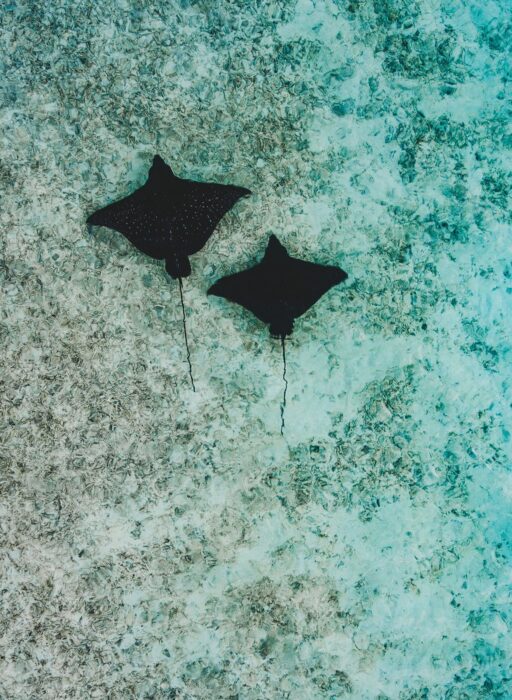 maldives sting rays