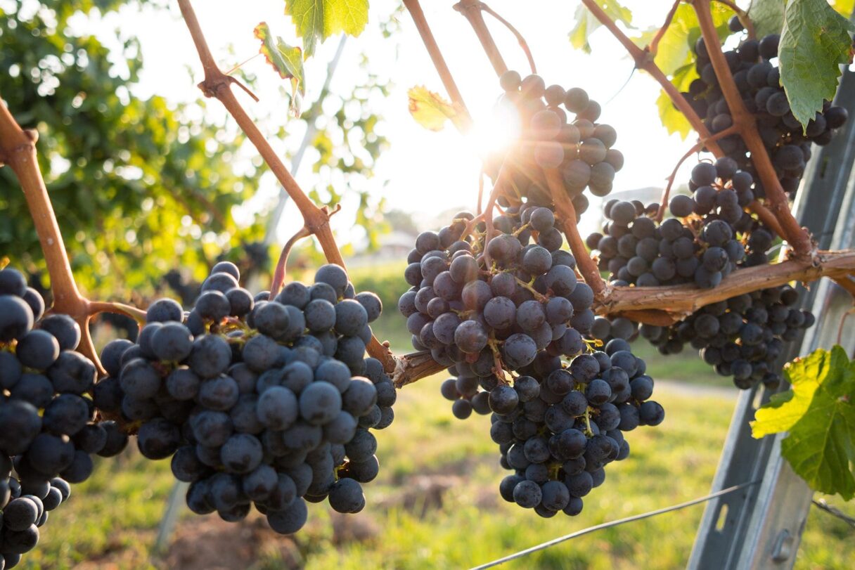 organic wine vineyard