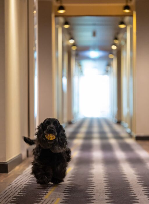 bankside hotel dog friendly