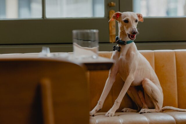 italian greyhound dog friendly