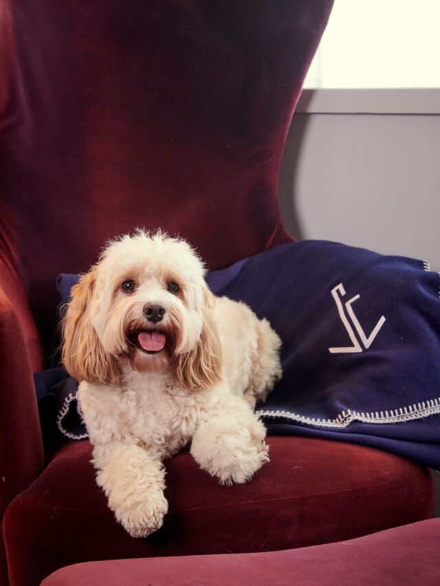 sea containers dog friendly