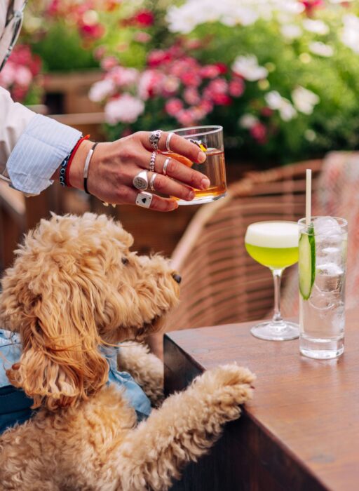 treehouse london dogs