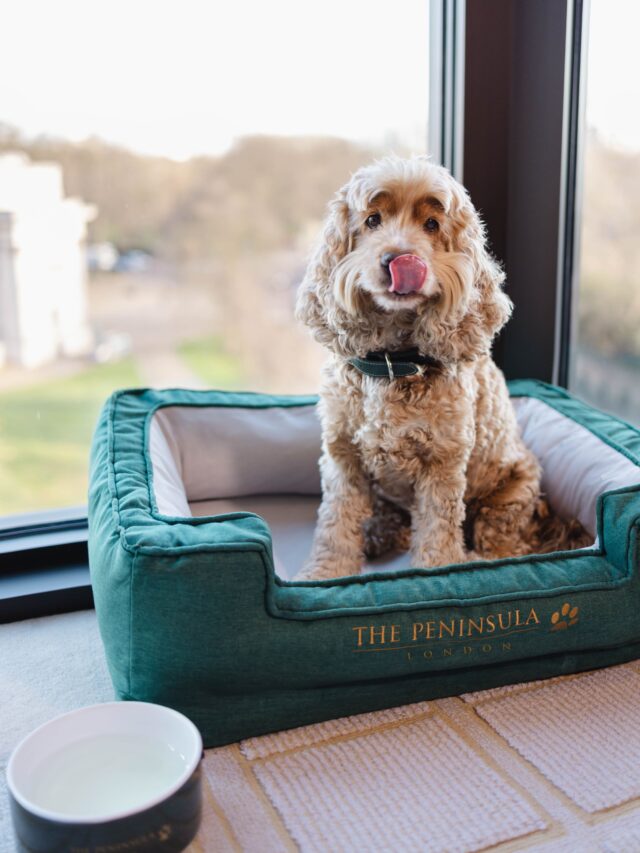 the peninsula mayfair dogs