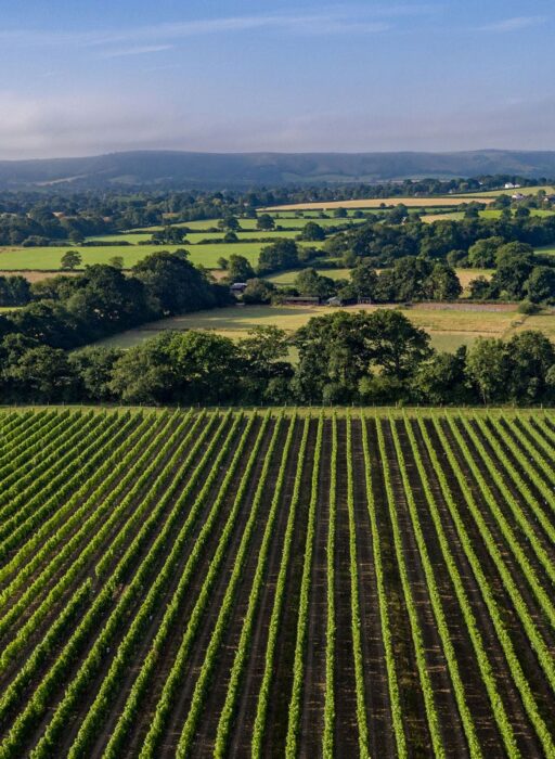Ridgeview, East Sussex english wines