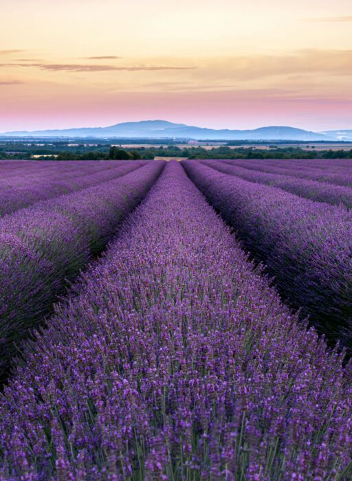 Provence, South of France