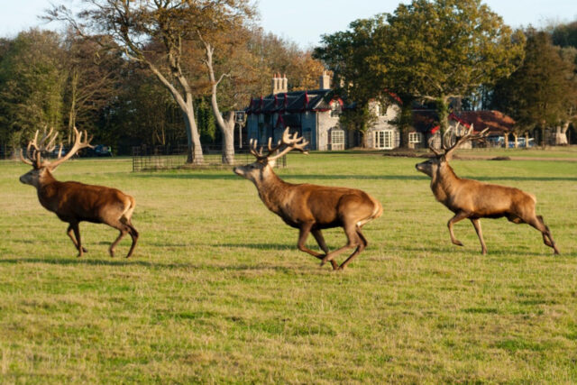Gunton Arms