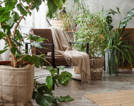 best houseplants