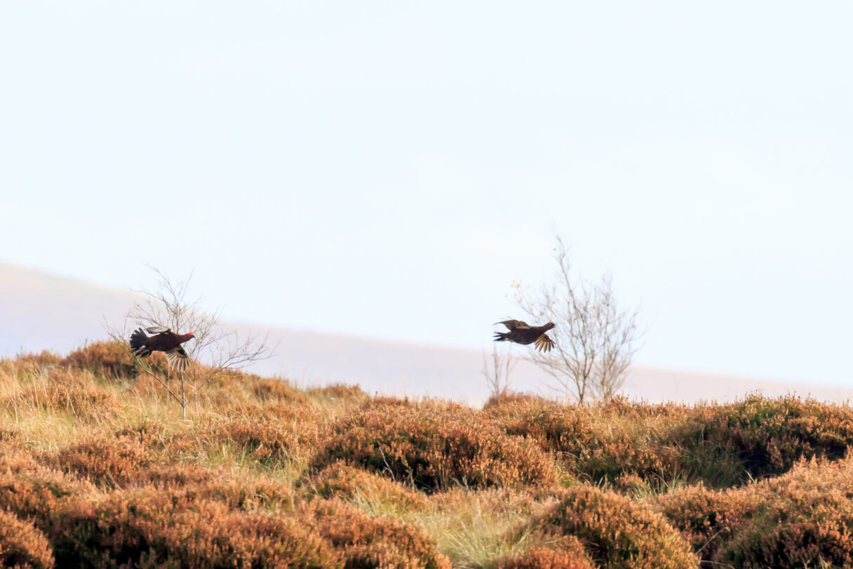 red grouse