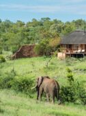 Madikwe Reserve, South Africa
