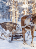 lapland