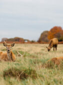 Richmond Park