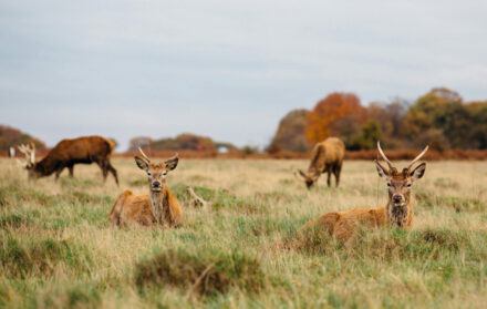 Richmond Park