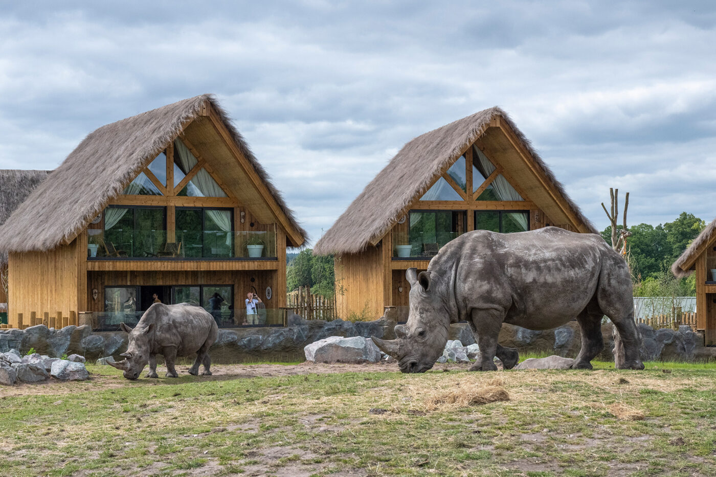 Sleeping with tigers: Inside the UK’s wildest safari stay